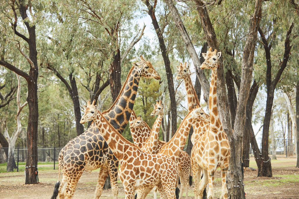 Giraffes at Taronga Zoo in Dubbo