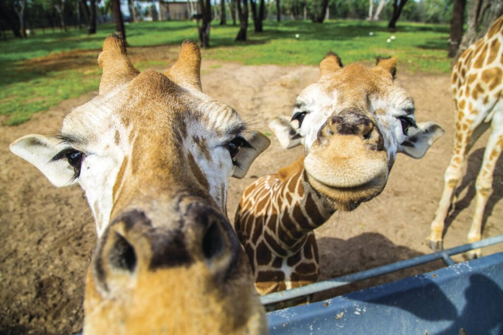 Baby Giraffes at Taronga Western Plains Zoo, Dubbo, NSW