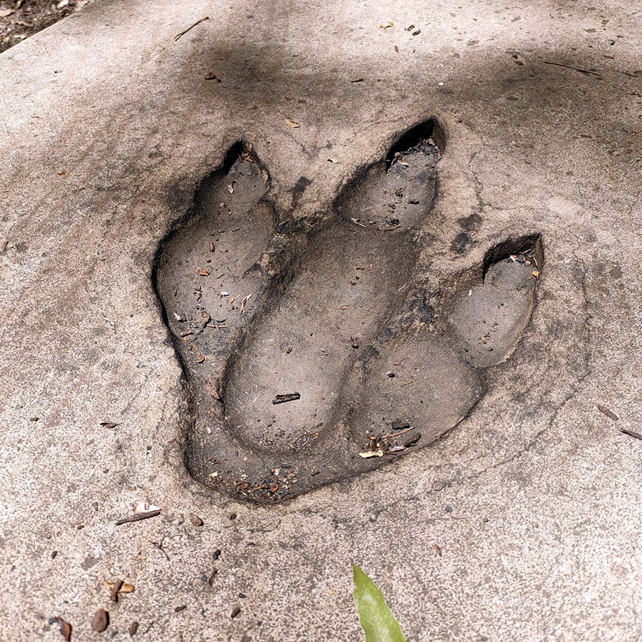 Dinosaur footprint