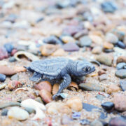 Turtle hatching Bundaberg