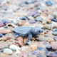 Turtle hatching Bundaberg
