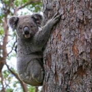 Koala in a tree in Australia