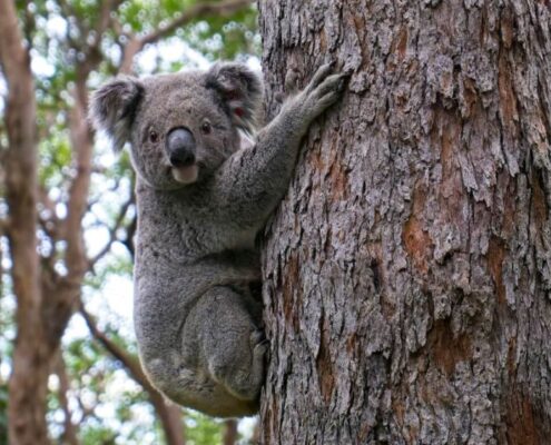 Koala in a tree in Australia