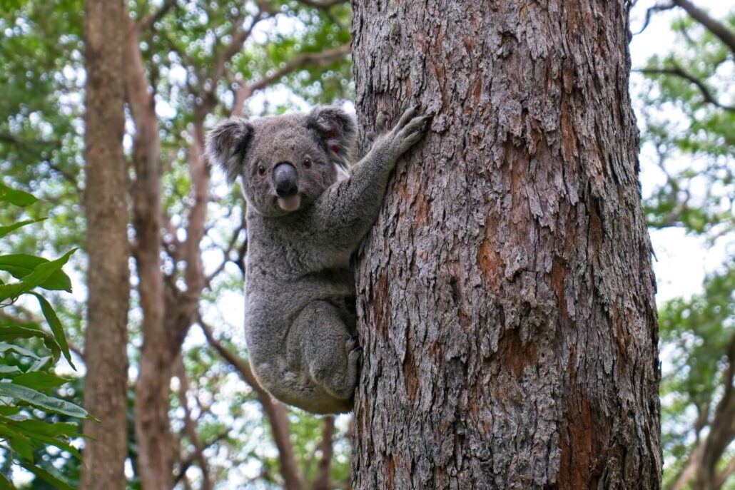Warm winter escapes - Koala hugging tree in Australia bush