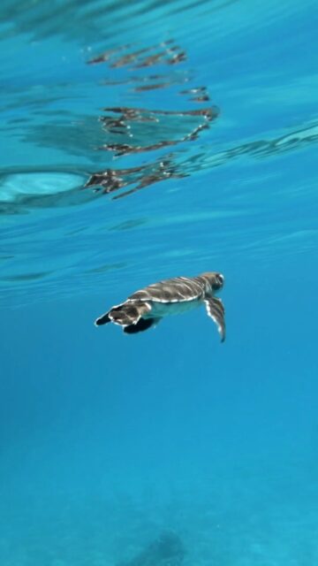 🐚Turtle season in Bundaberg is truly something special! From January through to March, you may be lucky enough to witness tiny hatchlings making their way to the ocean. 🌊✨
🏨 Stay close to the action at Takalvan Motel or Sugar Country Motor Inn and enjoy this incredible natural event.
📷 Please be mindful, give turtles space, keep their path clear to the water, and help keep birds and pets away so they can safely begin their journey. 💚🐢