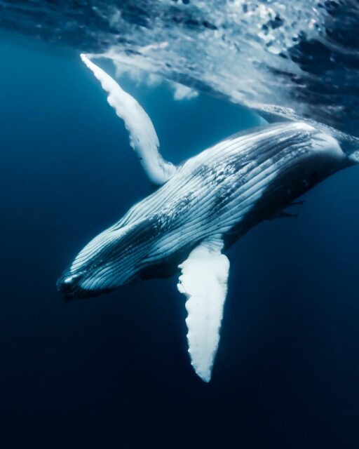 🐋 Whale season has arrived along Queensland's stunning coastline!

Did you know some of our Southern Cross Motel Group properties are perfectly positioned for a whale-watching getaway? From Mackay to Bundaberg, guests can enjoy easy access to coastal lookouts, island cruises and unforgettable humpback whale encounters during their annual migration.

📍 Windmill Motel & Events Centre, Mackay – approximately 20 minutes drive to Harbour Beach and marina departure points.
📍 Takalvan Motel, Bundaberg – approximately 15 minutes drive to Bargara's coastal lookouts.
📍 Sugar Country Motor Inn, Bundaberg – approximately 15 minutes drive to Bargara's scenic coastline.

Plan your winter escape and keep your eyes on the horizon.

#SouthernCrossMotelGroup #WhaleSeason #VisitQueensland #ExploreQueensland #RoadTripAustralia