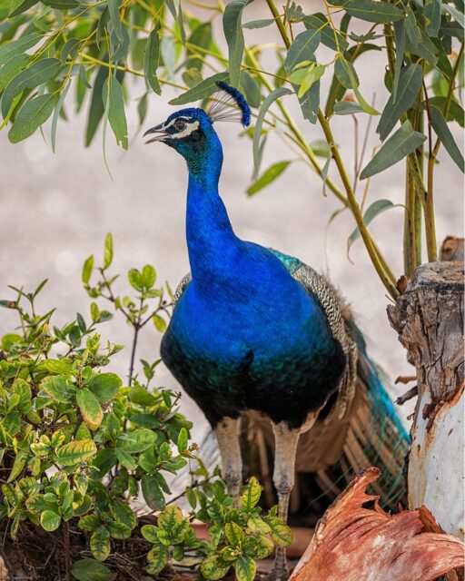 At Southern Cross Motel Group, we take pride in maintaining our grounds for guests to enjoy 🌿 From manicured gardens and relaxed outdoor spaces to sparkling pools 🏊‍♀️ and convenient on-site parking 🚗, every detail is designed to make your stay welcoming and stress-free from the moment you arrive.